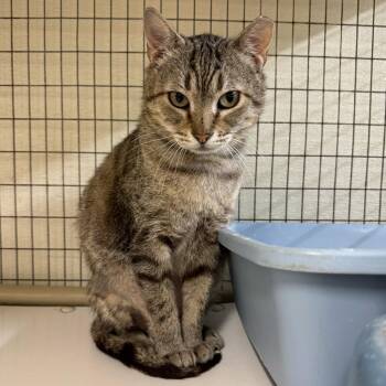 Rescue Tabby and Domestic Short Hair Cats for Adoption in Humble, Texas - Ty | PetCurious