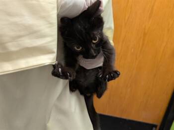 VANTAGE -  Domestic Medium Hair Cat for Adoption in Kent, Washington - VANTAGE | PetCurious
