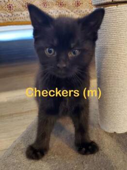 CHECKERS Kitten -  Domestic Medium Hair Cat Available for Adoption in New Bern, North Carolina - CHECKERS Kitten | PetCurious