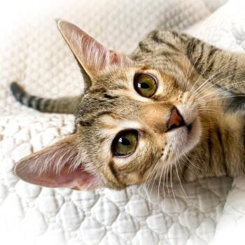 Bluebell -  Domestic Short Hair Cat for Adoption in Prosper, Texas - Bluebell | PetCurious