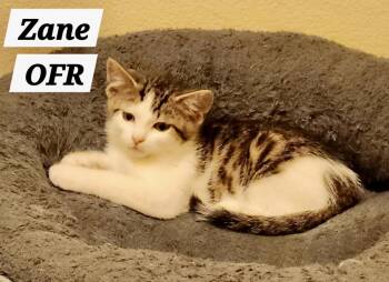 Zane -  Domestic Short Hair Cat for Adoption in Owasso, Oklahoma - Zane | PetCurious