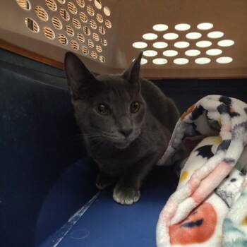 Solo -  Domestic Short Hair Cat for Adoption in Lakeland, Florida - Solo | PetCurious