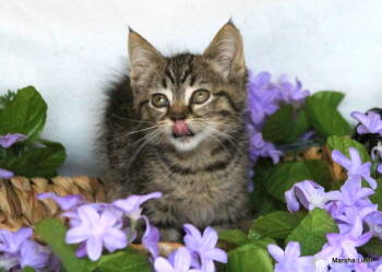 Rescue Domestic Short Hair and Tabby Cats for Adoption in Gaithersburg, Maryland - Sora Kitten | PetCurious