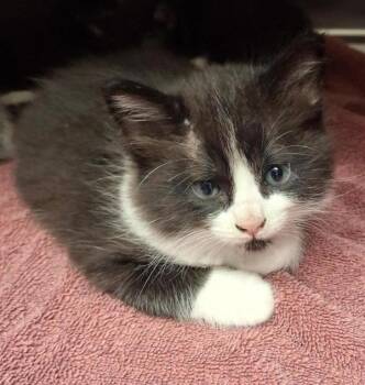Domestic Medium Hair Cats Available for Adoption in Vancouver, Washington - Corolla | PetCurious
