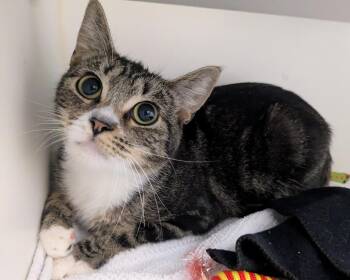 Rescue Domestic Short Hair Cats for Adoption in Bellingham, Washington - Lisa | PetCurious