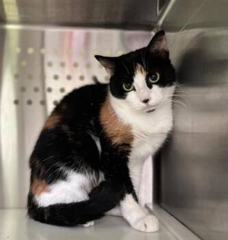 Rose -  Domestic Short Hair Cat for Adoption in Montreal, Quebec - Rose | PetCurious