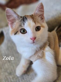 Zola -  Domestic Short Hair Cat for Adoption in Woodsfield, Ohio - Zola | PetCurious