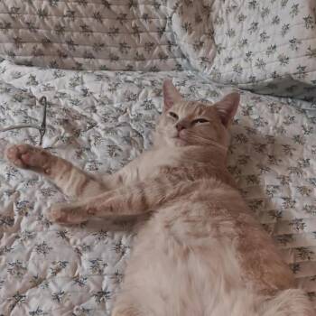 American Shorthair Cats Available for Adoption in Mount Vernon, Arkansas - Fizz | PetCurious