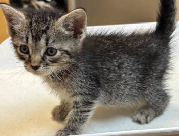 JOKER -  Domestic Short Hair Cat for Adoption in Elizabethton, Tennessee - JOKER | PetCurious