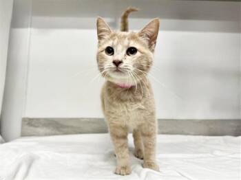 Domestic Short Hair Cats Available for Adoption - BO | PetCurious