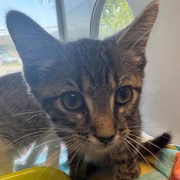Nike -  Domestic Short Hair Cat for Adoption in East Hanover, New Jersey - Nike | PetCurious