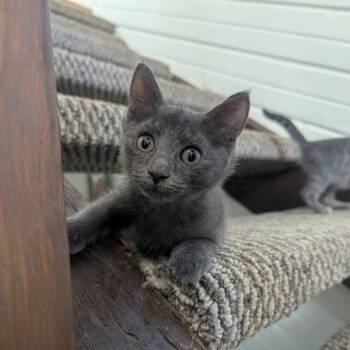 Rescue Domestic Short Hair Cats for Adoption in Valdosta, Georgia - Anchovy | PetCurious