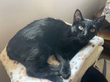 Messer -  Domestic Short Hair Cat for Adoption - Messer | PetCurious