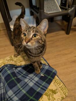 Rescue Domestic Short Hair Cats for Adoption in Manistique, Michigan - Bailey | PetCurious