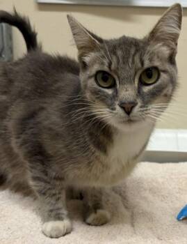 Mildred -  Domestic Short Hair Cat for Adoption in Redmond, Oregon - Mildred | PetCurious