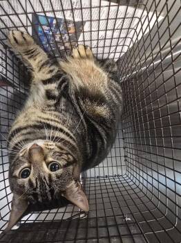 Domestic Short Hair Cats Available for Adoption - STUBBLES | PetCurious