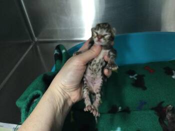 Domestic Short Hair Cats Available for Adoption in Thousand Palms, California - A1912502 | PetCurious