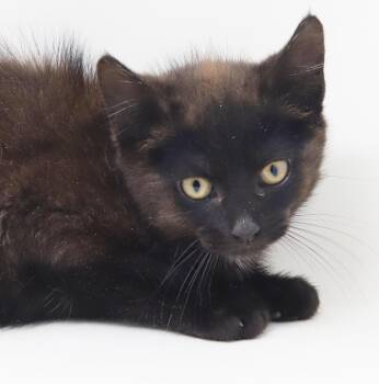 Cinnamon is a crazy cute RARE CHOCOLATE poof - BONDED with BUN -  Maine Coon and Norwegian Forest Cat Cat for Adoption in Bedford Hills, New York - Cinnamon Is A Crazy Cute RARE CHOCOLATE Poof - BONDED With BUN | PetCurious