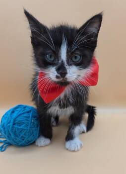 Domestic Short Hair and Tuxedo Cats Available for Adoption in Magnolia Springs, Alabama - Claw | PetCurious