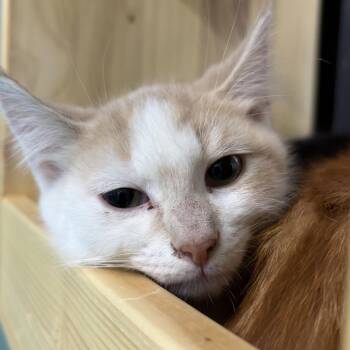 Carmine -  Domestic Short Hair Cat for Adoption in Victoria, British Columbia - Carmine | PetCurious