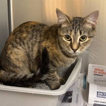 Noodles -  Domestic Short Hair Cat for Adoption in Winston-salem, North Carolina - Noodles | PetCurious