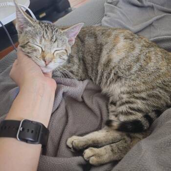 Domestic Short Hair Cats Available for Adoption in Merrifield, Virginia - Mint Julep McKenzie | PetCurious