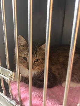 Purrla -  Domestic Medium Hair Cat for Adoption in Rensselaer, Indiana - Purrla | PetCurious
