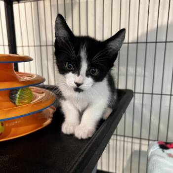 Walter -  Domestic Short Hair Cat for Adoption in Port Townsend, Washington - Walter | PetCurious