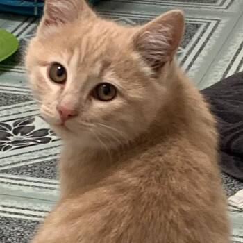 Tabby Cats Available for Adoption - Nimbus | PetCurious