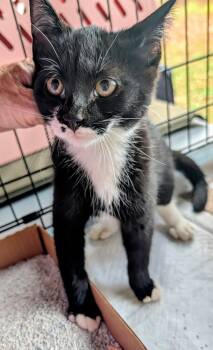 Rescue Domestic Short Hair Cats for Adoption in Louisa, Virginia - Freckles | PetCurious