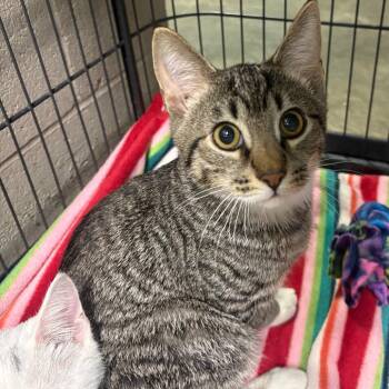 Domestic Short Hair Cats Available for Adoption - Huckleberry Pie | PetCurious