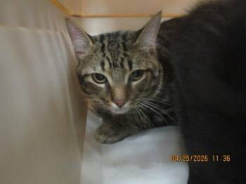 Domestic Short Hair Cats Available for Adoption in Marietta, Georgia - Chris (604) | PetCurious