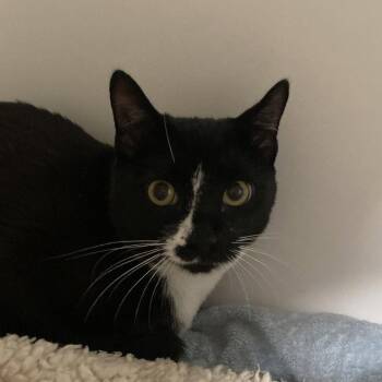 Penguin -  Domestic Short Hair Cat for Adoption in New Castle, Delaware - Penguin | PetCurious