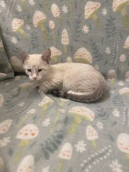 Orbit -  Siamese Cat for Adoption in Mobile, Alabama - Orbit | PetCurious