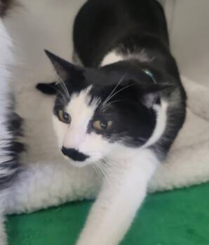 Domestic Short Hair Cats Available for Adoption - Spoopy / Pookie | PetCurious