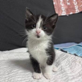Andie -  Domestic Short Hair Cat for Adoption in Belleville, Illinois - Andie | PetCurious