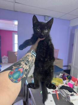 Bandit -  Domestic Short Hair Cat for Adoption in Johnson City, Tennessee - Bandit | PetCurious
