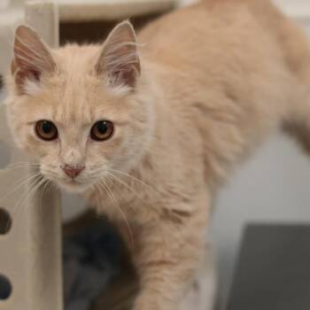 Pelusa -  Domestic Medium Hair Cat for Adoption in Philadelphia, Pennsylvania - Pelusa | PetCurious