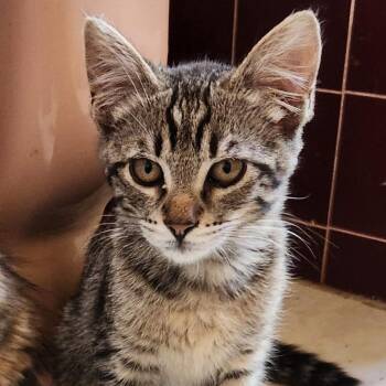 Biscuit -  Domestic Short Hair Cat for Adoption in Pleasanton, California - Biscuit | PetCurious