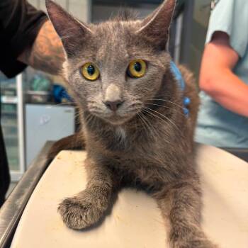 Domestic Short Hair Cats Available for Adoption in Huntington, West Virginia - Willow | PetCurious