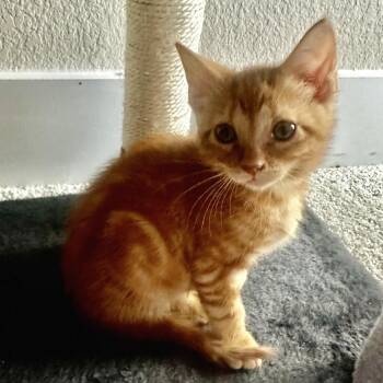 Drift Queen 20 -  Domestic Short Hair Cat for Adoption in Austin, Texas - Drift Queen 20 | PetCurious
