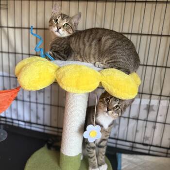 American Shorthair Cats Available for Adoption - Sugar Rush And Sweet Tooth | PetCurious