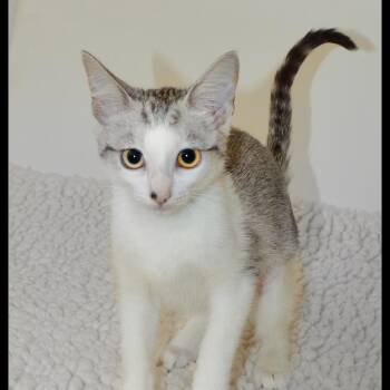 Agatha -  American Shorthair Cat for Adoption in San Andreas, California - Agatha | PetCurious