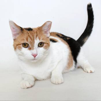 Domestic Short Hair Cats Available for Adoption in Springfield, Illinois - Tina | PetCurious