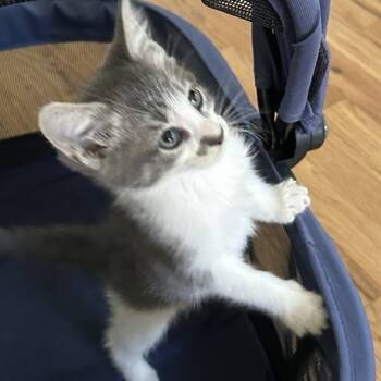 Rescue Domestic Short Hair Cats for Adoption in Austin, Texas - Chewy Oatmeal Cookie 29 | PetCurious