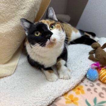 Domestic Short Hair Cats Available for Adoption - Mason | PetCurious