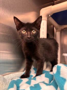 Otto -  Domestic Medium Hair Cat for Adoption in Madison, Georgia - Otto | PetCurious