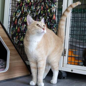 Domestic Short Hair Cats Available for Adoption in Mckean, Pennsylvania - Jif | PetCurious