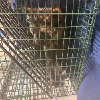 Lake Ridge St Feral #1 -  Domestic Short Hair Cat for Adoption in Lewisville, Texas - Lake Ridge St Feral #1 | PetCurious
