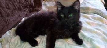 Cleo -  Domestic Long Hair and Domestic Short Hair Cat for Adoption in Wilkesboro, North Carolina - Cleo | PetCurious